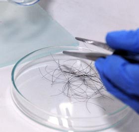 Amostra de cabelo em placa de laboratório